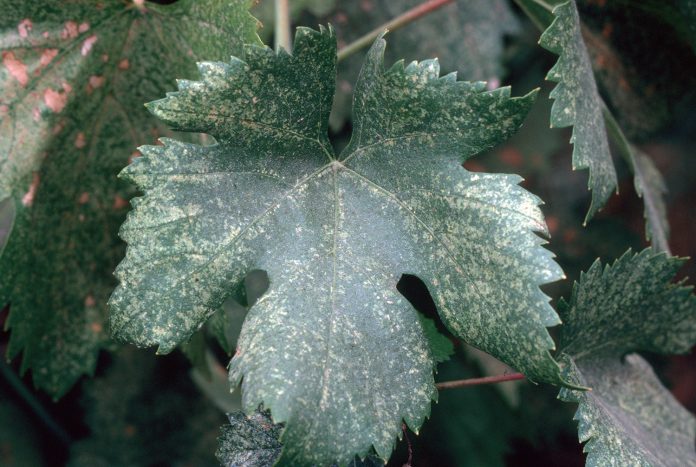 4-4-4 leafhopper affected leaves by Jack Kelly Clark, UC Statewide IPM Program