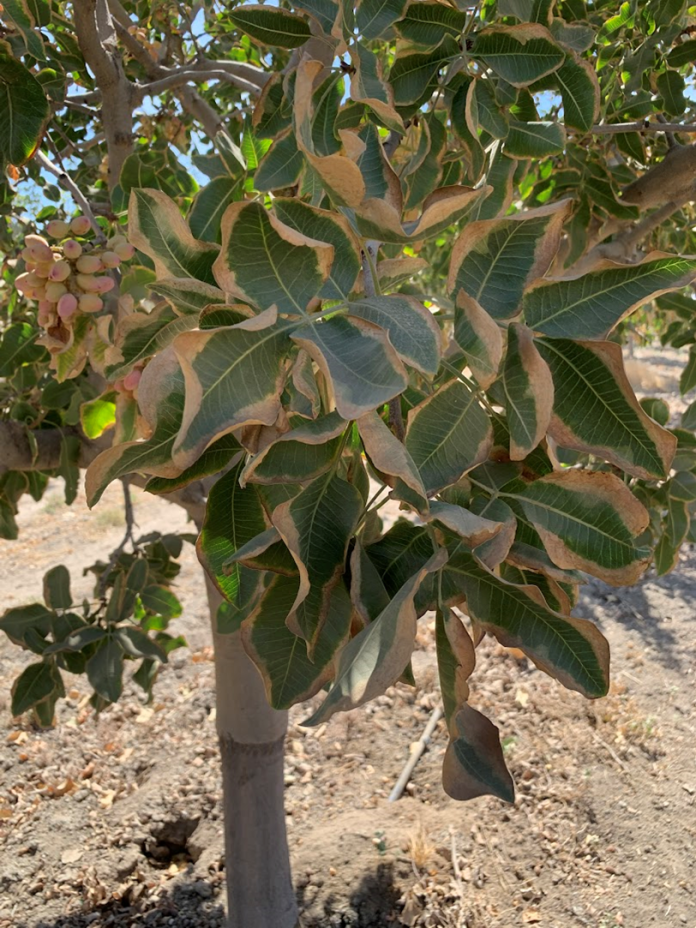 Fig 1b salt affected leaves courtesy Raquel Gomez, AgroPlantae