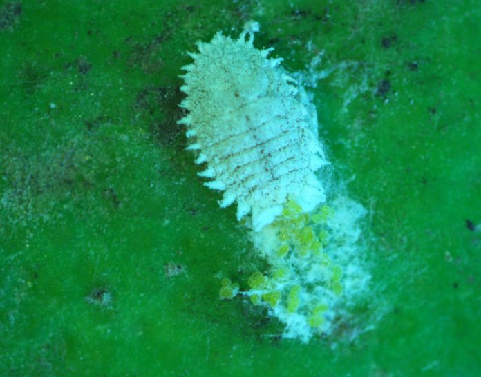 Figure 1_CMB adult female with egg sac by Sandipa Gautam, UCCE