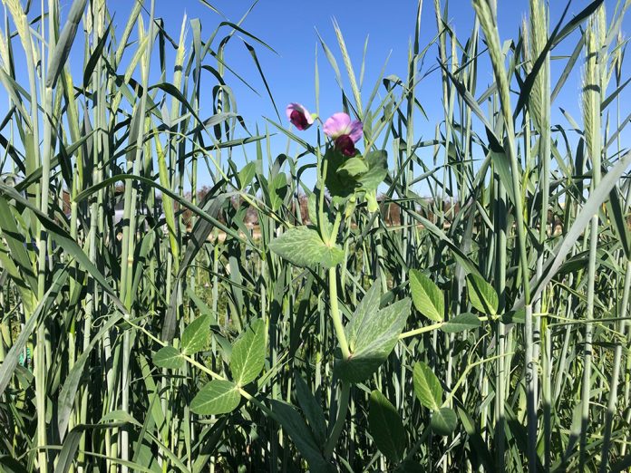 1-1-1 pea flower at Kearney