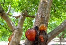 Wet Years Can Lead to Aerial Phytophthora Outbreaks in Almond Orchards