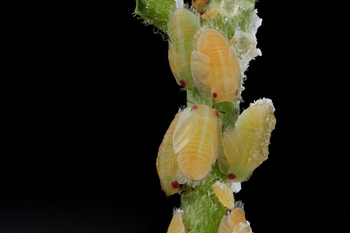 Citrus Psyllid adults (including a recently emerged white adult)