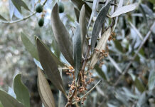 Olive Yields Benefit from a New Strategy Using Naphthaleneacetic Acid to Manage Crop Load