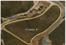 Actual Grapevine Water Use and Water Status Are Affected by Vineyard Topography