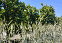 Orchard Floor Management to Promote Mycorrhizal Fungi and Carbon Cycling