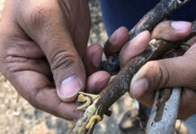 Yellow Triangular Trap is the Most Effective for Monitoring Pacific Flatheaded Borer in Walnuts