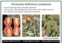 Management of Potassium in Processing Tomato