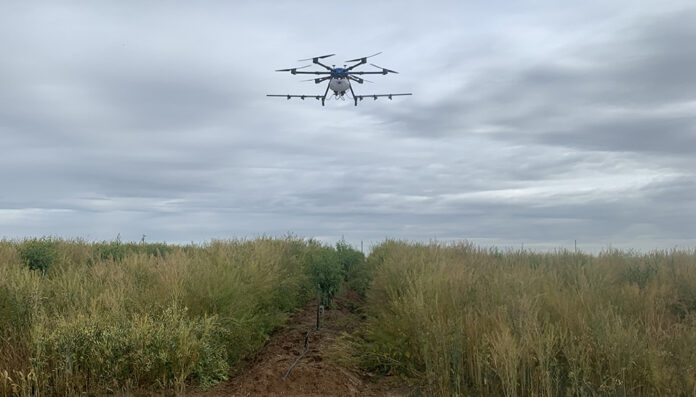 1-1-1 Targetted drone spray photo by Franz Niederholzer, UCCE