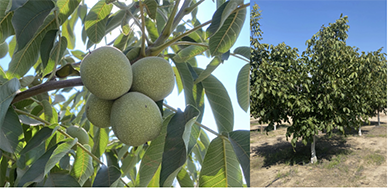 Nematode Management in Walnut and Almond_01