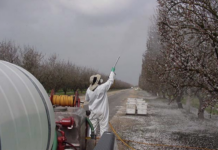 Almond Growers Urged to Act Early Against Bloom Diseases