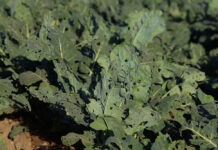 What Codling Moth Taught Us About Building Biological Pest Management and Why It Matters for Diamondback Moth