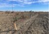 Nitrogen and Phosphorus Fertilization of Pistachios in the First Two Years