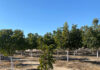 Managing Plant-Parasitic Nematodes in Walnuts Under Changing Production Conditions